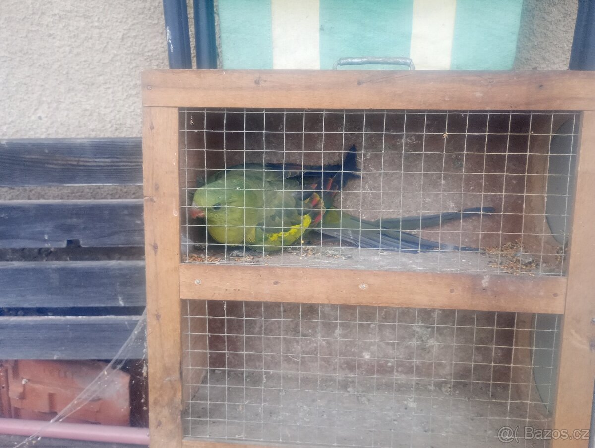 Papoušek horsky - 3