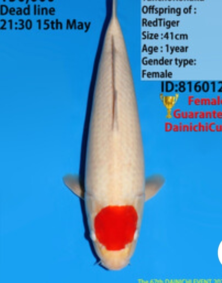 Koi kapr originál Japonsko - 3