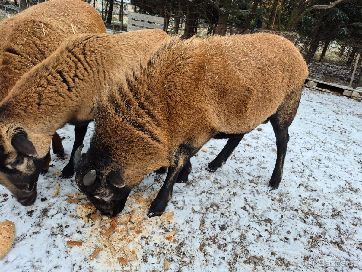 Kamerunský beran ročník - 3