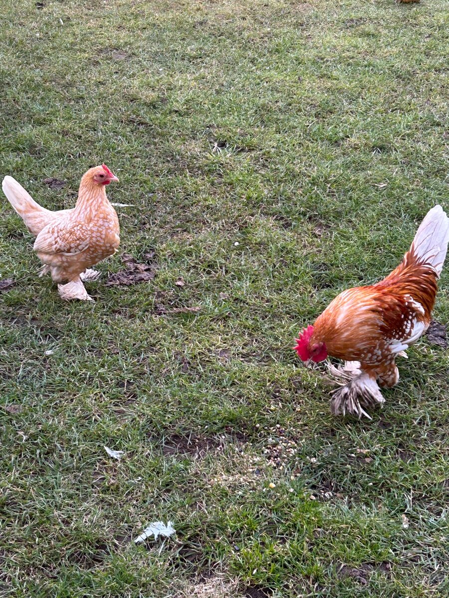 Zakrslá rousná - 3