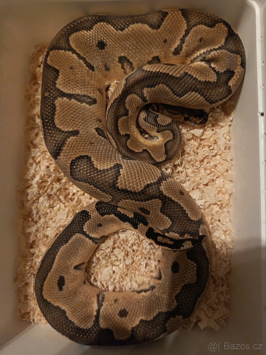 Krajta královská = Mláďata Top CENY ✌️ - 3