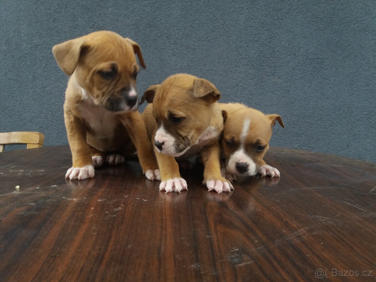 Americký stafordšírsky terier - 3