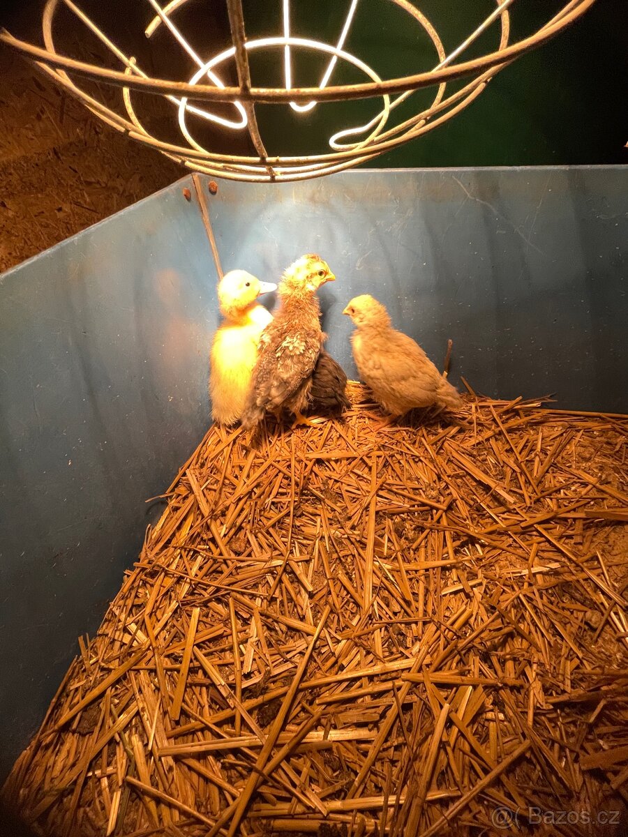Kuřata,kachně - 3
