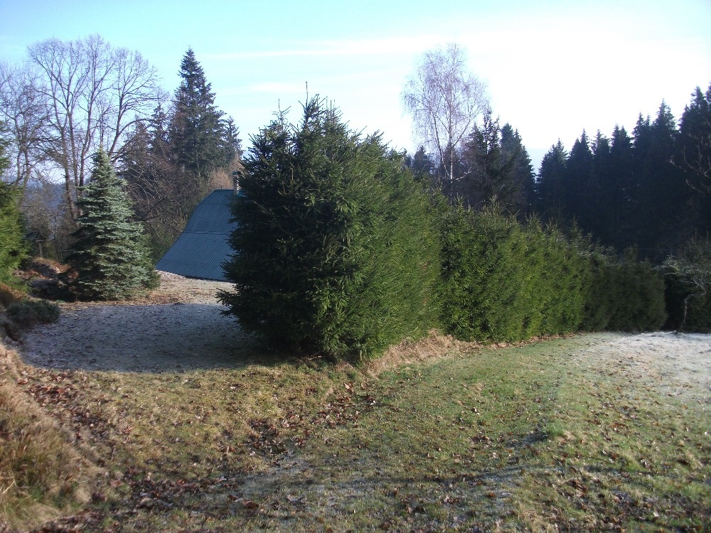Smrk ztepilý - 3