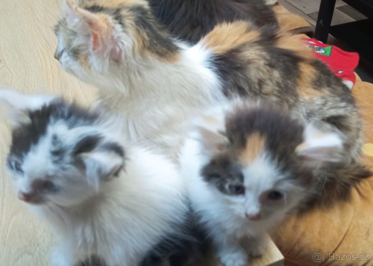 Mainská mývalí - 3