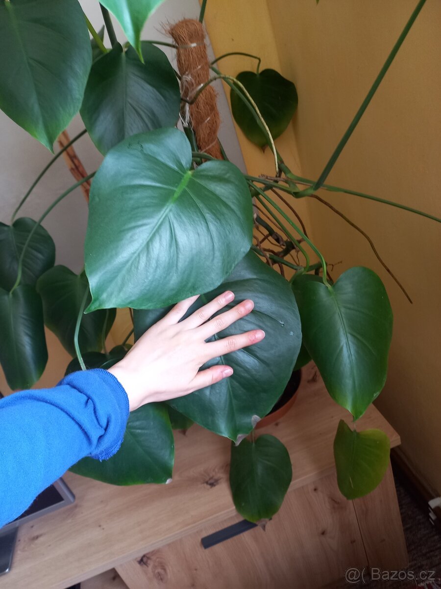 Monstera pokojová - 3