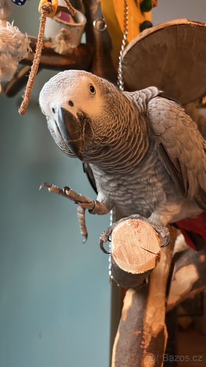 Papoušek Žako - 3