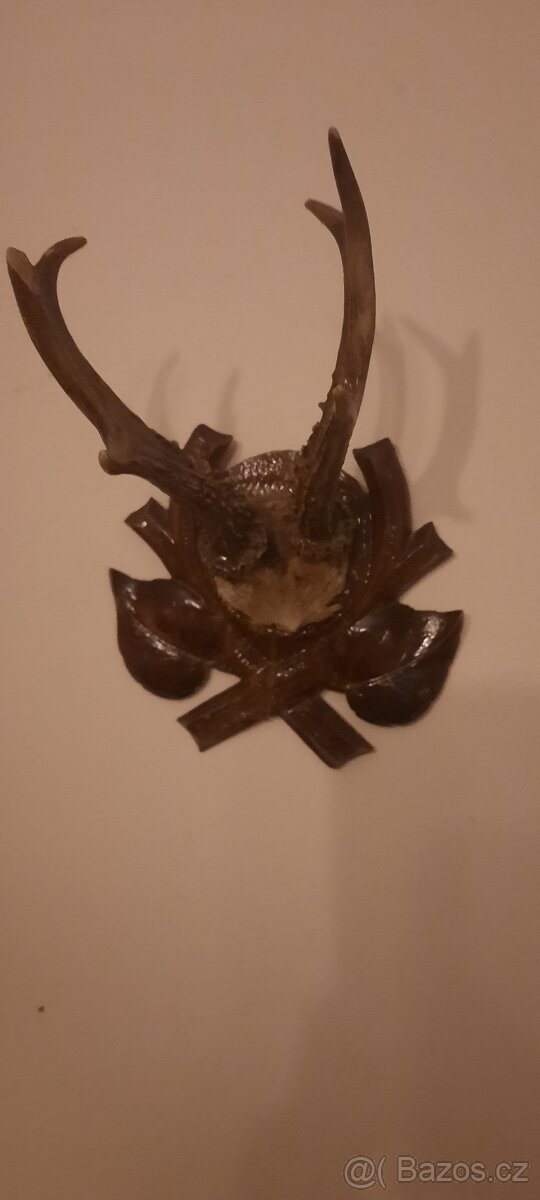 Jelení a dančí paroží - 3