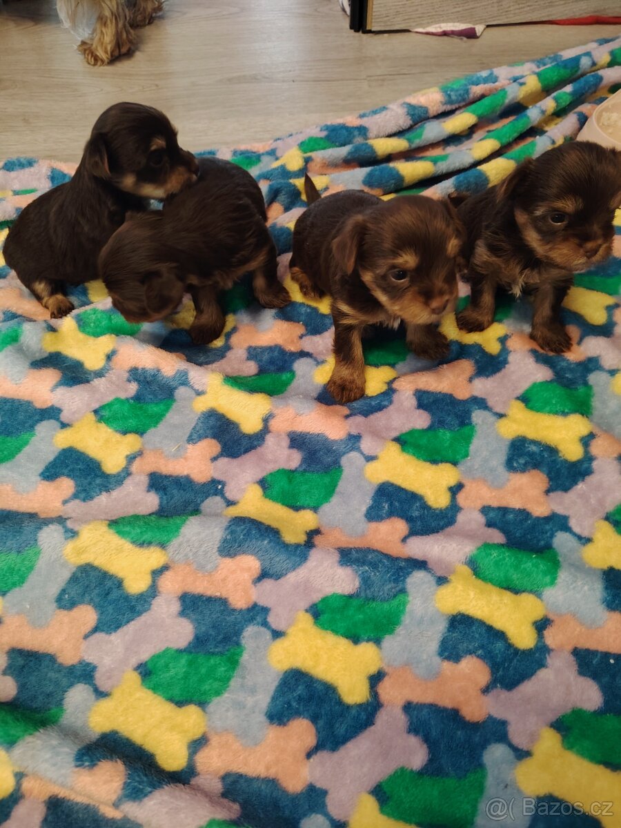 Prodám štěňata jorkšírský teriér s PP - 3