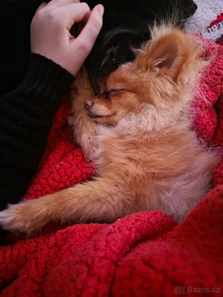 Pomeranian - 3