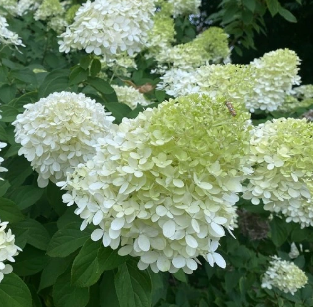 HORTENZIE LATNATA - 3