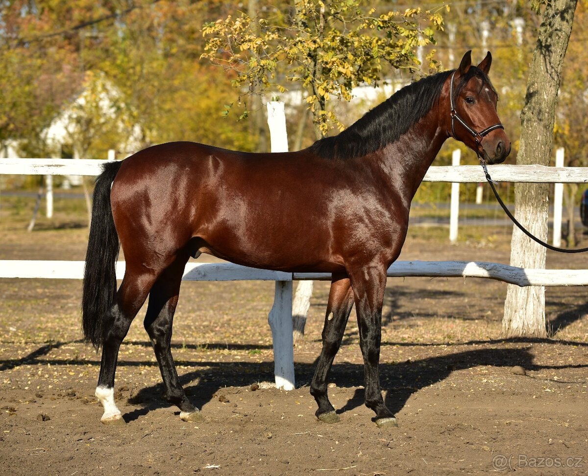 3letý vynikající valach - 3