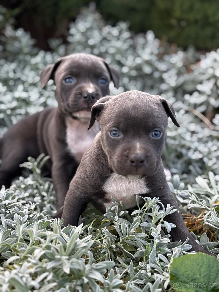 Stafordsirsky bulterier - 3