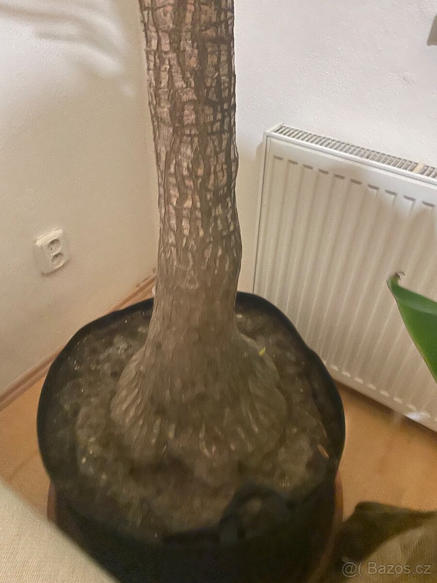 Yucca elephantipes - 3