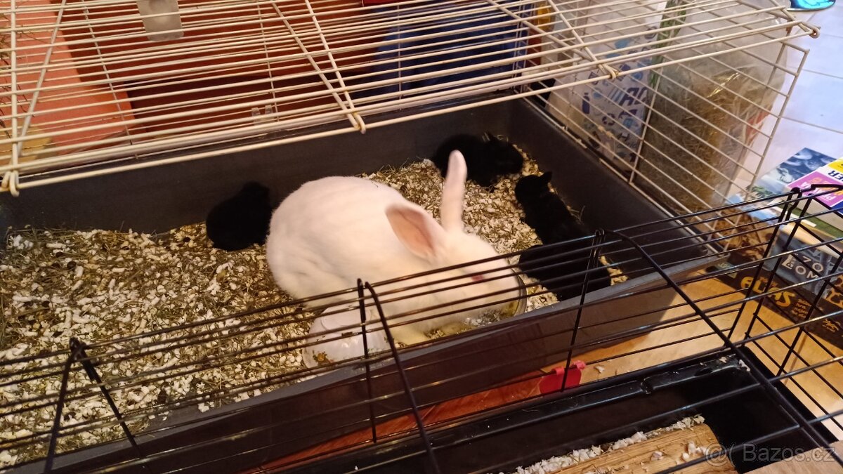 Nabízím králíčky - 3