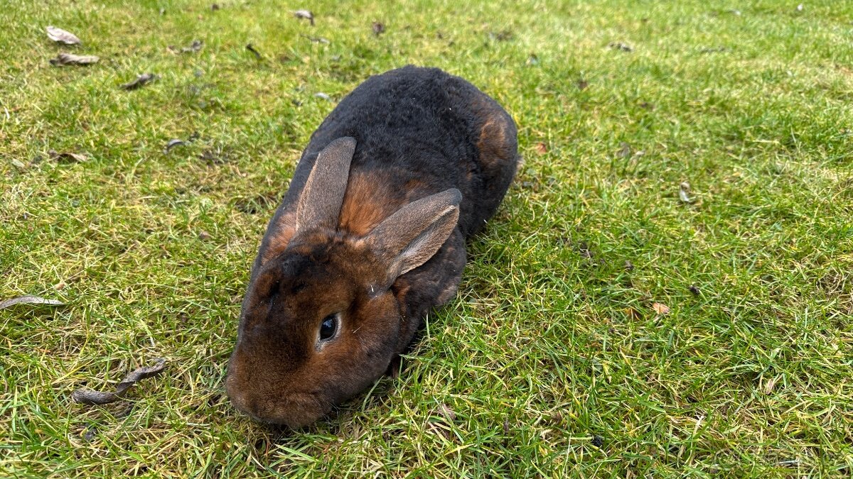 Kastorex s rodokmenem – krásný samec k chovu i jako mazlíček - 3