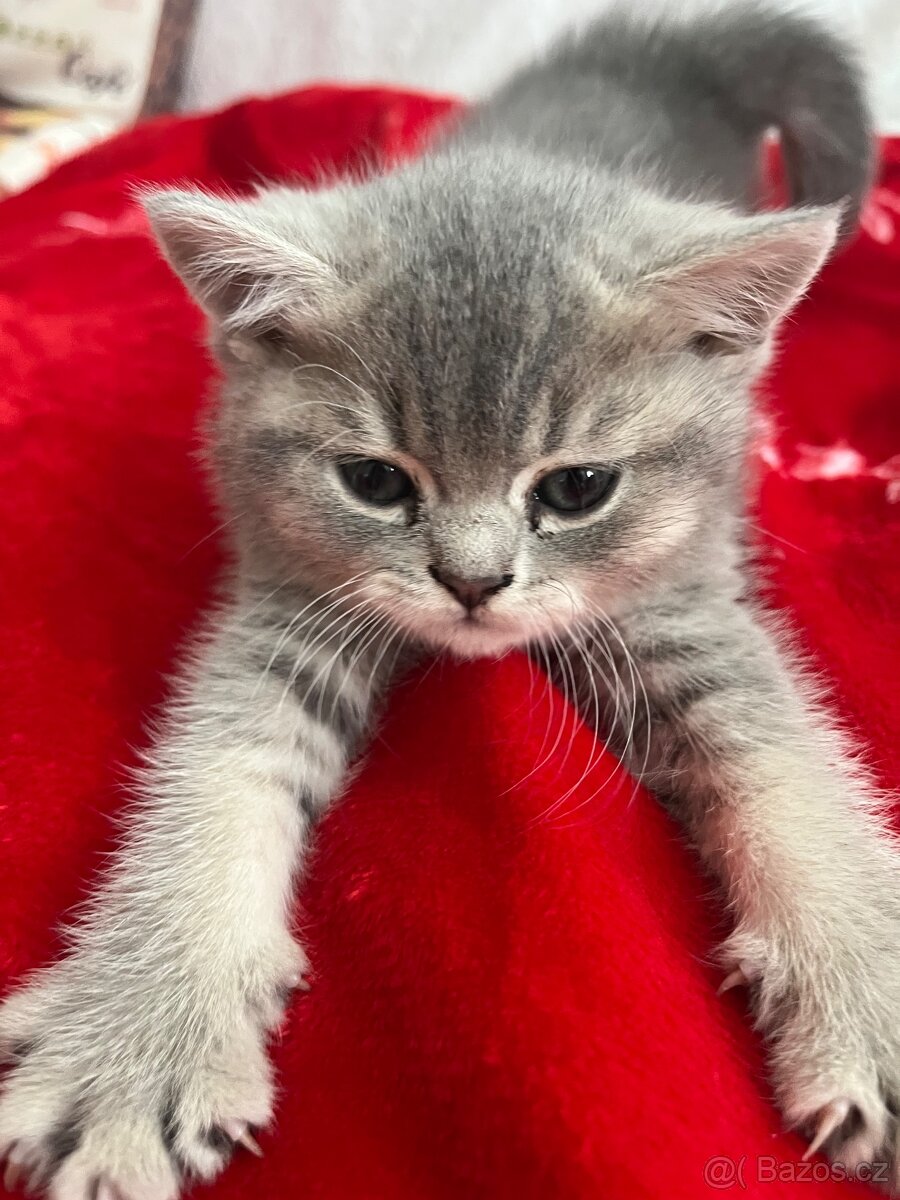 Prodám kočičku - 3
