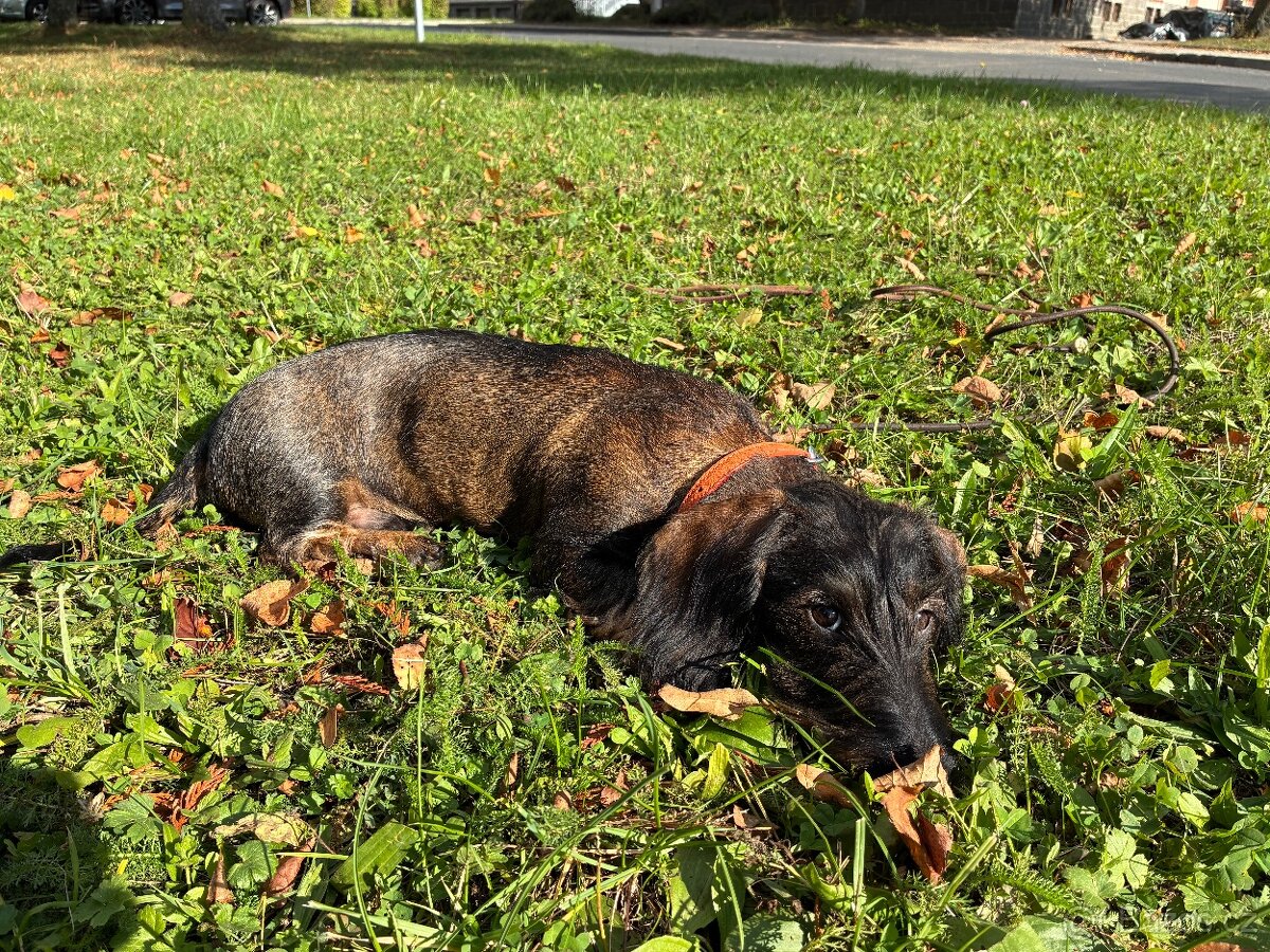 Jezevčík drsnosrstý standard - 3