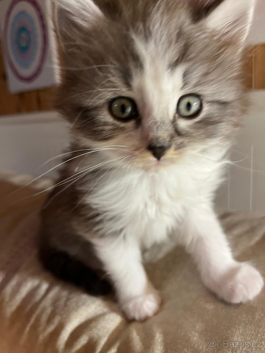 Britská koťátka - 3