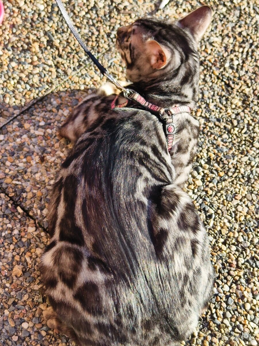 Bengálský kocourek - 3