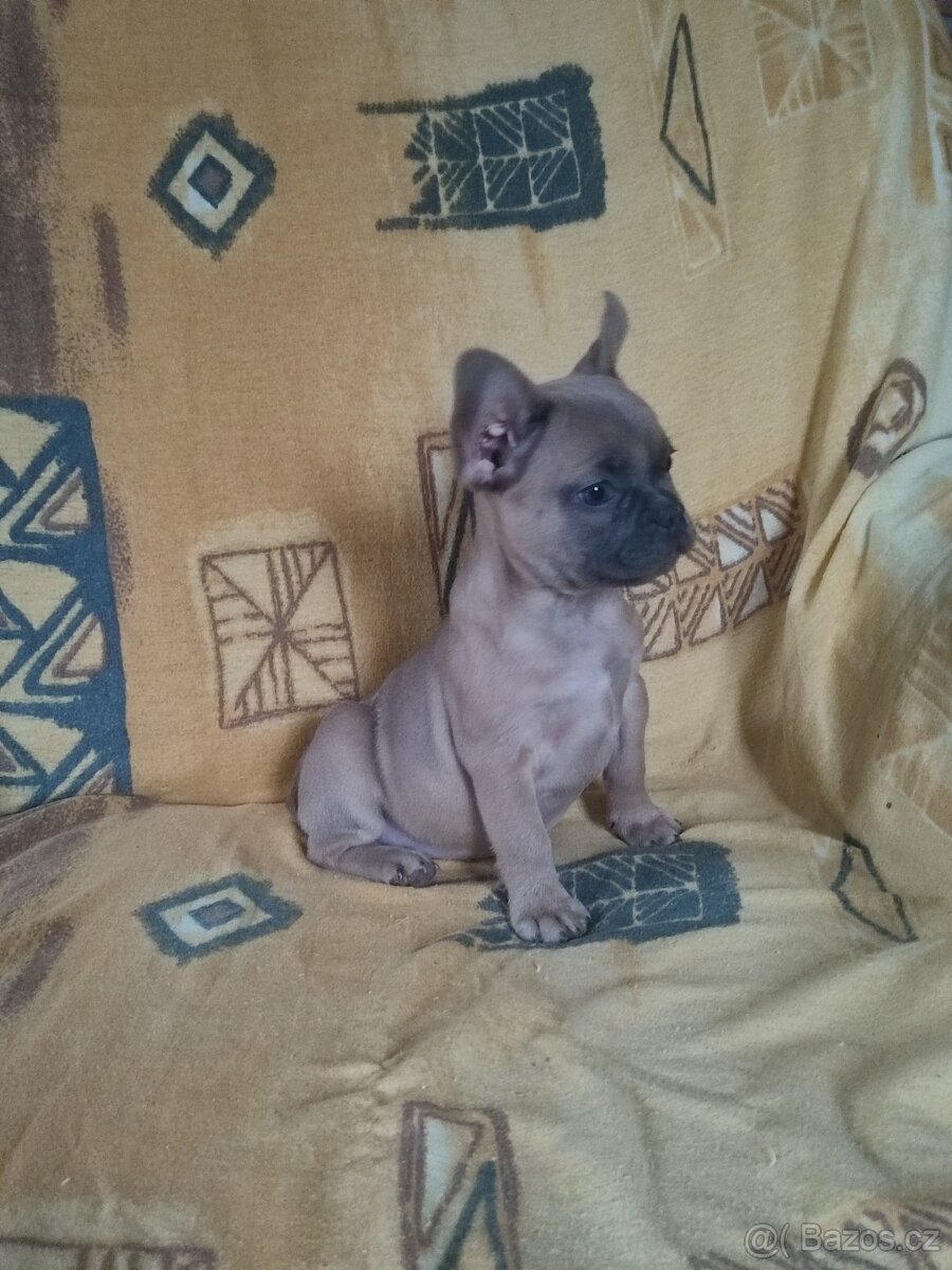Francouzský buldoček - 3