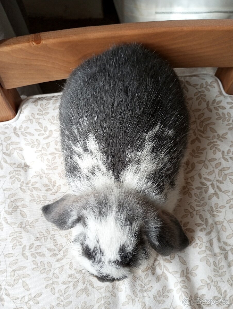 Zakrslý beránek králíček - 3