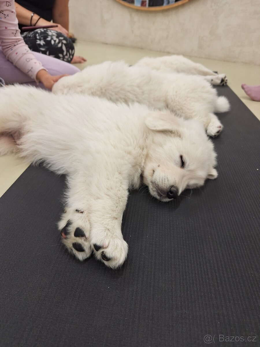 Slovenský čuvač s PP - 3