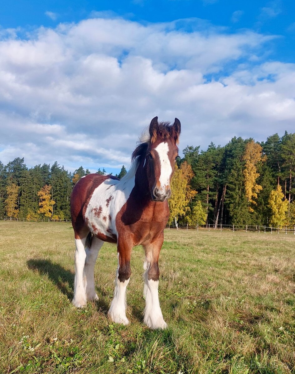 Hřebeček Irish cob / Irský cob - STRACHOVICE Lord Dylan - 3