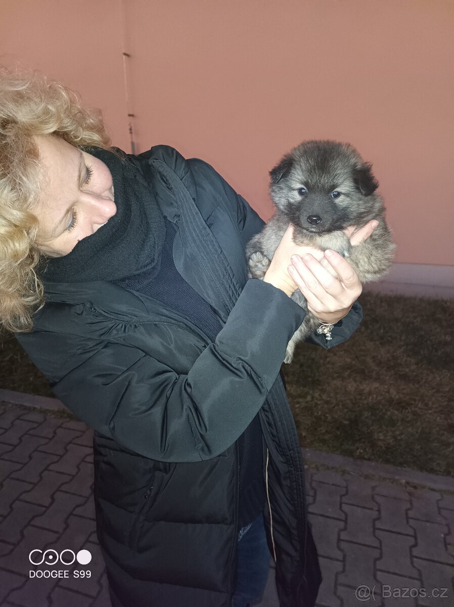 Štěňata - Německý špic vlčí - 3