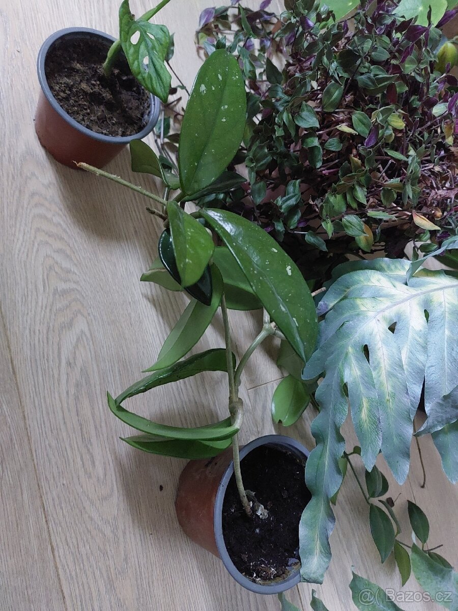 Mix pokojových kvetin - 3