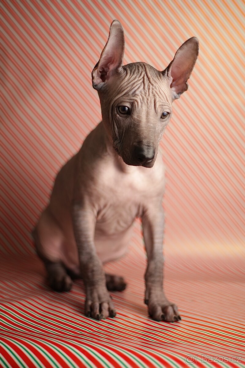 Peruánsky naháč s PP stredná/veľká - 3