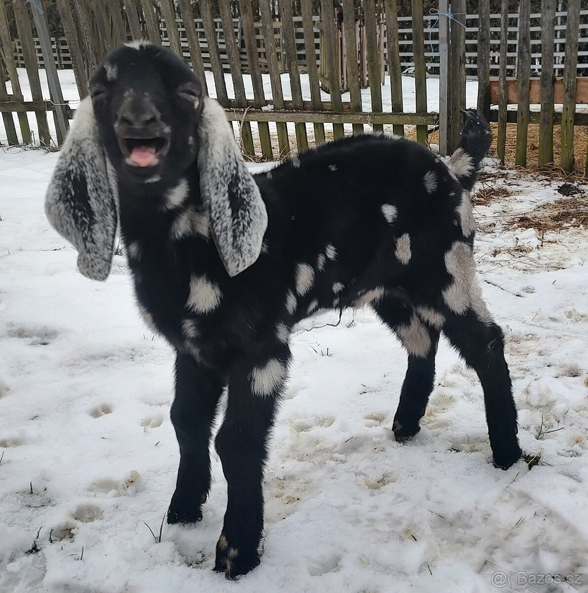 100% AN kozlík II. - 3