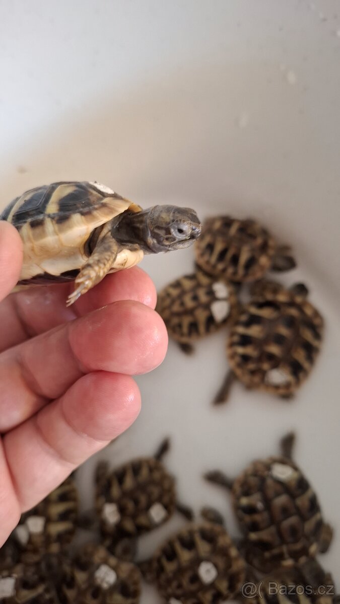 Želva zelenavá - 3