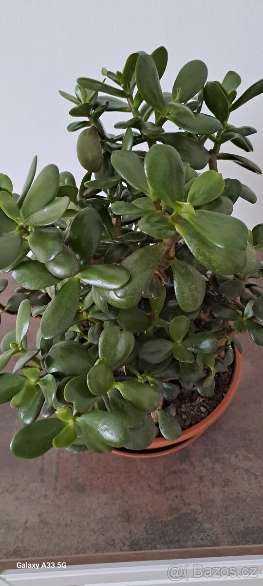Crassula Ovata-tlustice - 3
