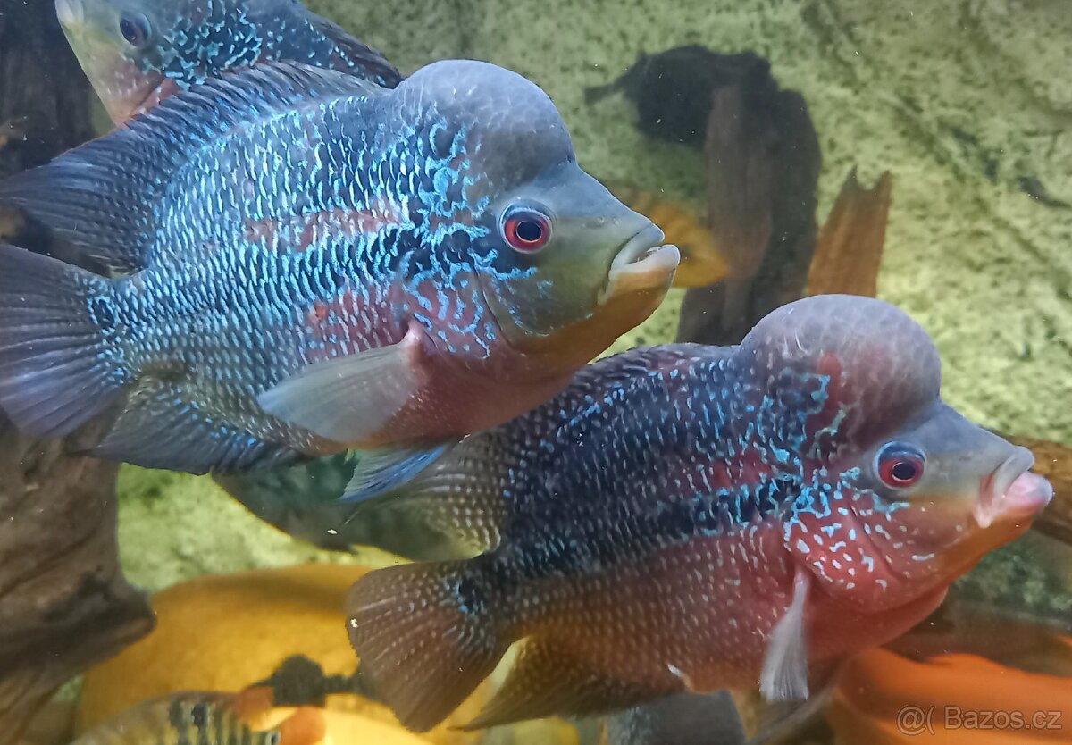 Flowerhorn - 3