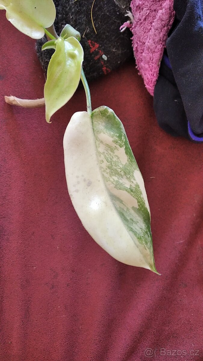 Philodendron Florida beauty - 3