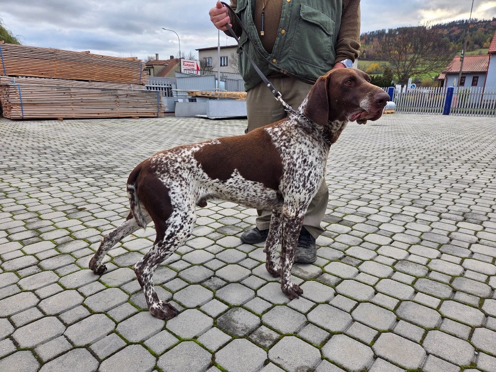Německý ohař krátkosrstý - 3