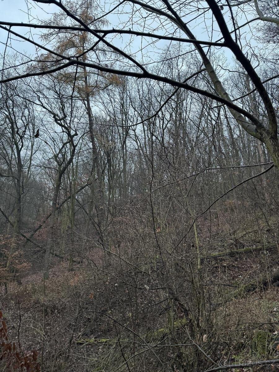 Prodáme lesní pozemek v k.ú. Dobětice - 3