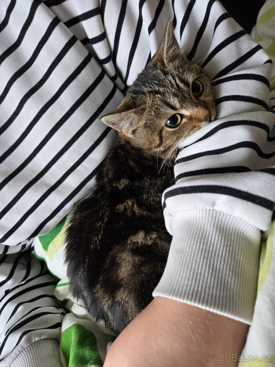 SPĚCHÁ koťata - 3