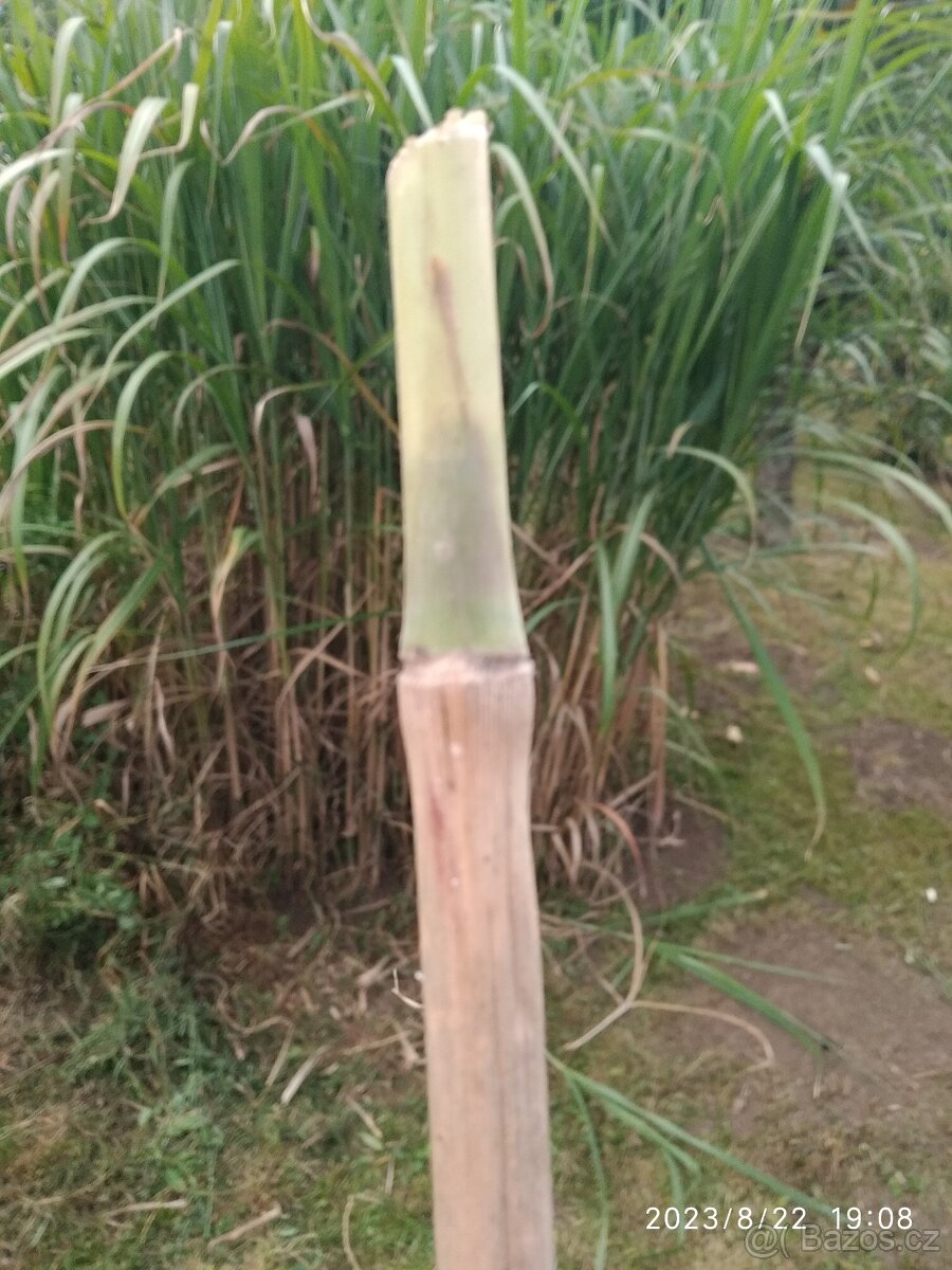 Bambusová tráva - 3