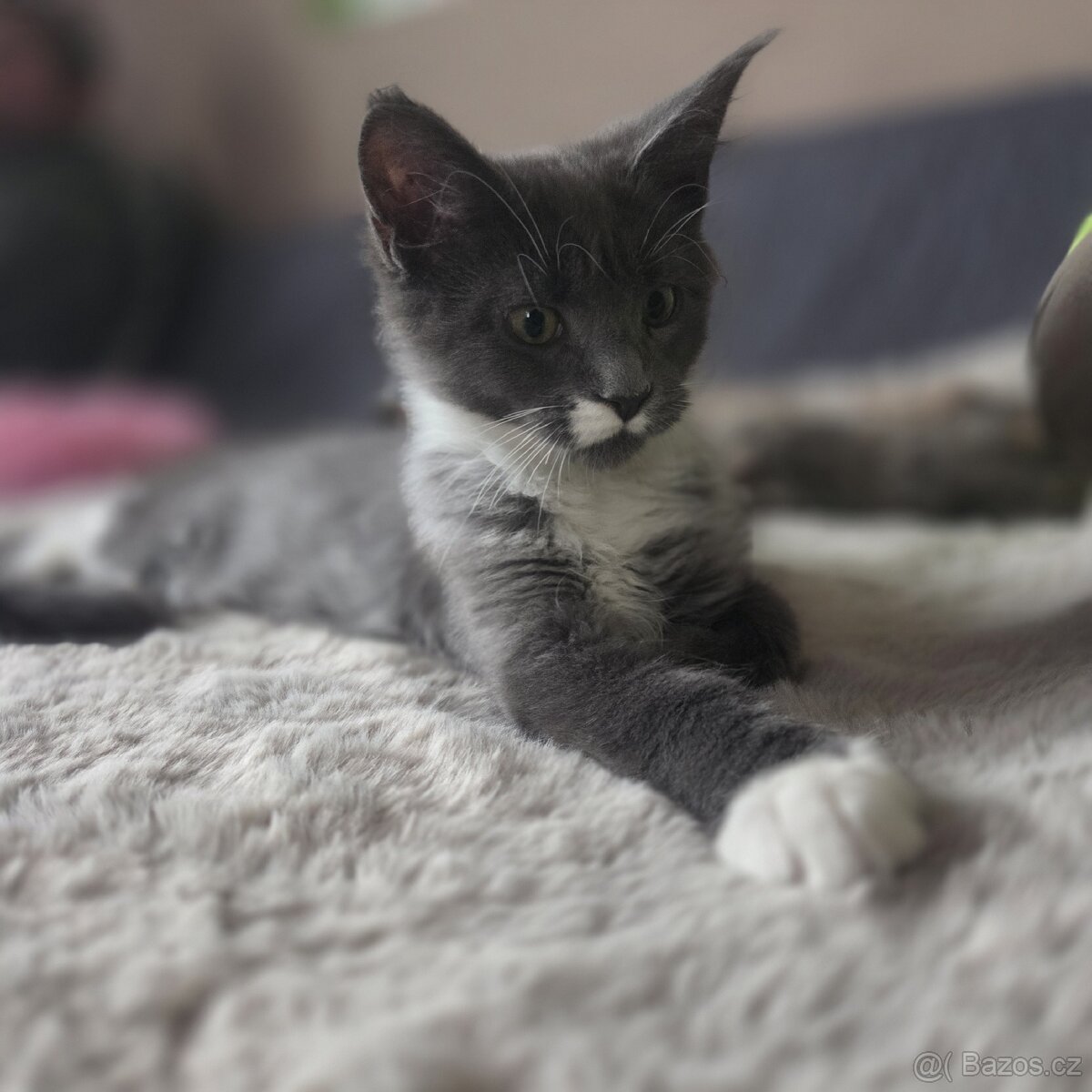 Mainská mývalí kočka - 3