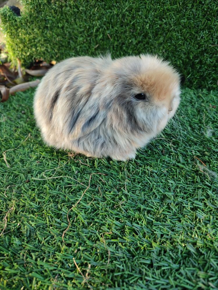 Zakrslý králíček beránek - 3