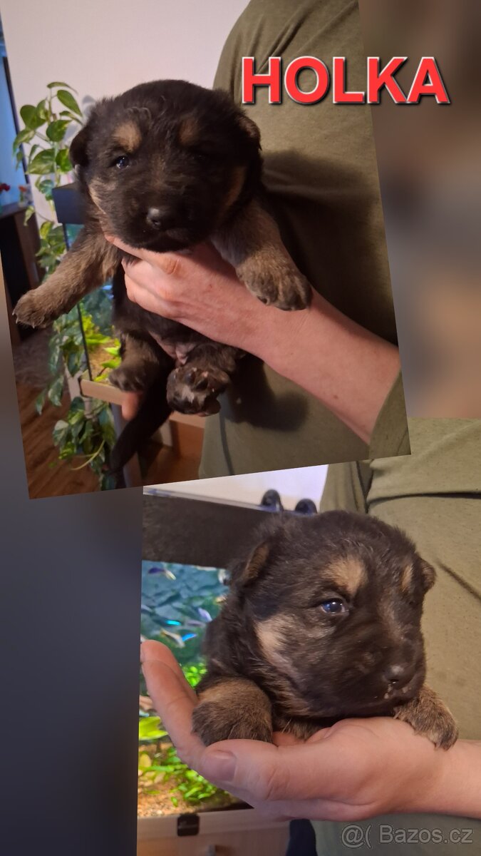 Německý ovčák štěňátka - 3