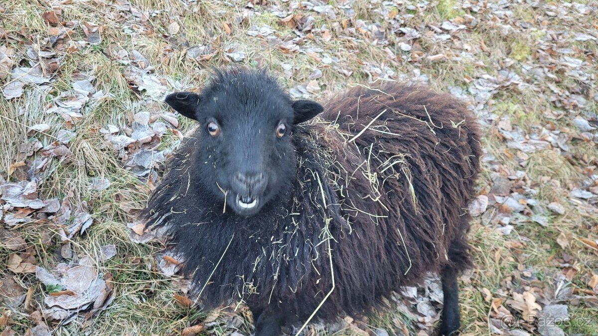 Ovečka quessant - 3