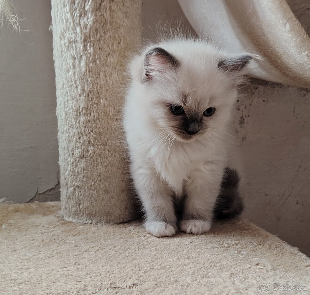 Ragdoll koťátka - 3