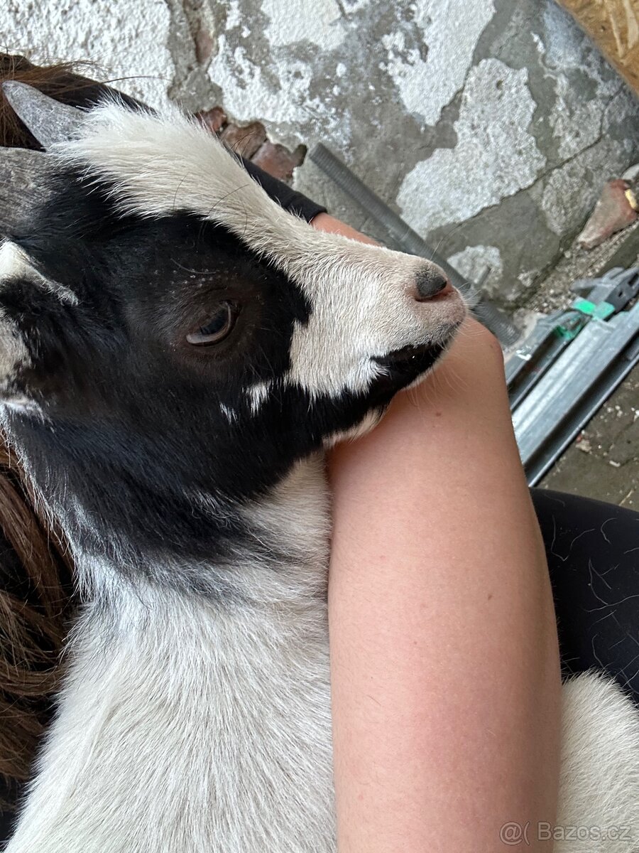 holandská zakrslá koza - 3