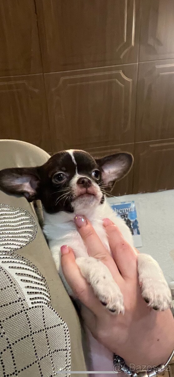 Čokoládovobílý pejsek čivava s PP FCI , ihned k odběru - 3