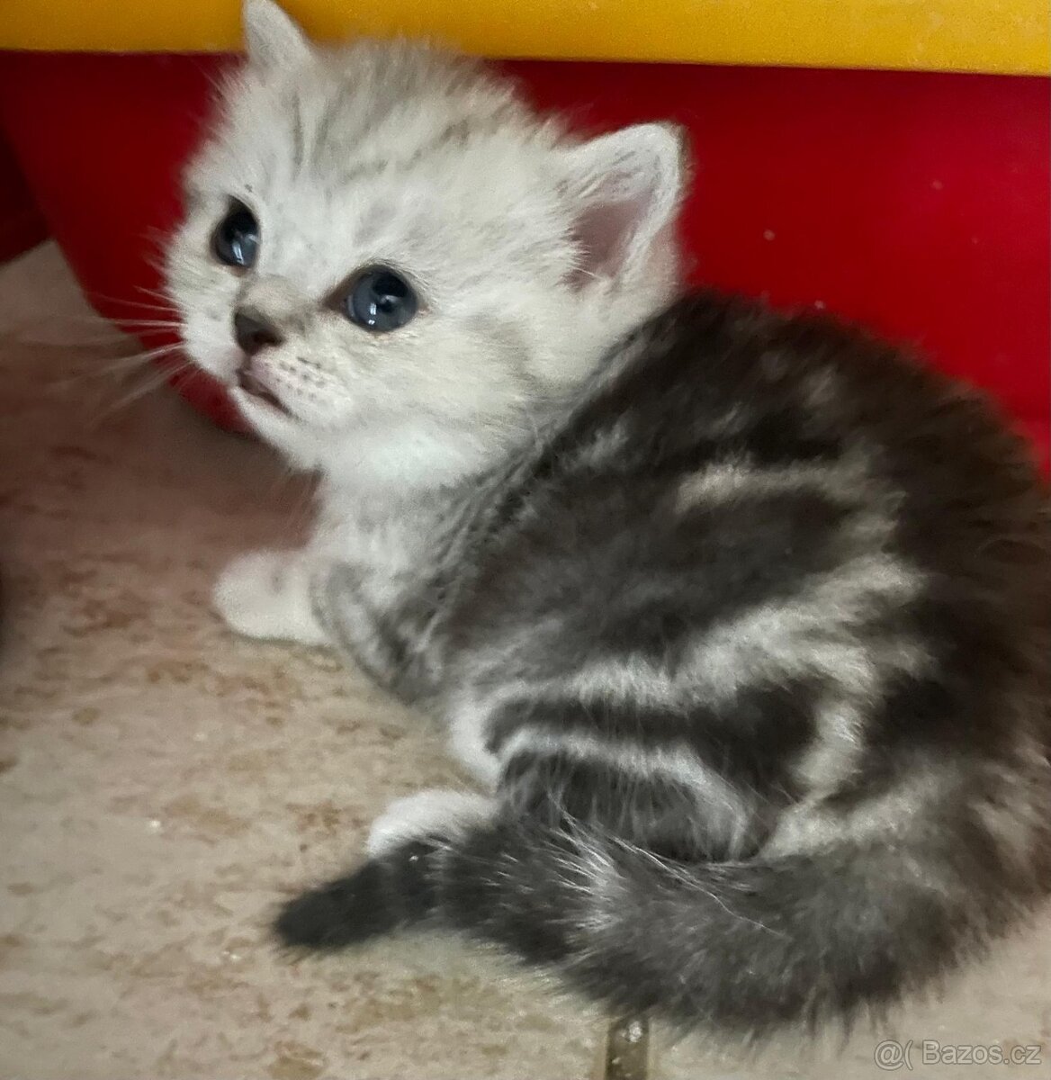 Britská koťata - 3