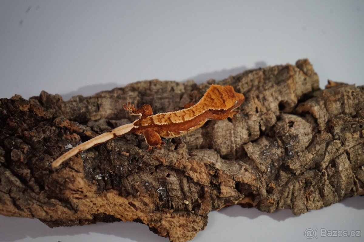 Pagekon řasnatý - 3