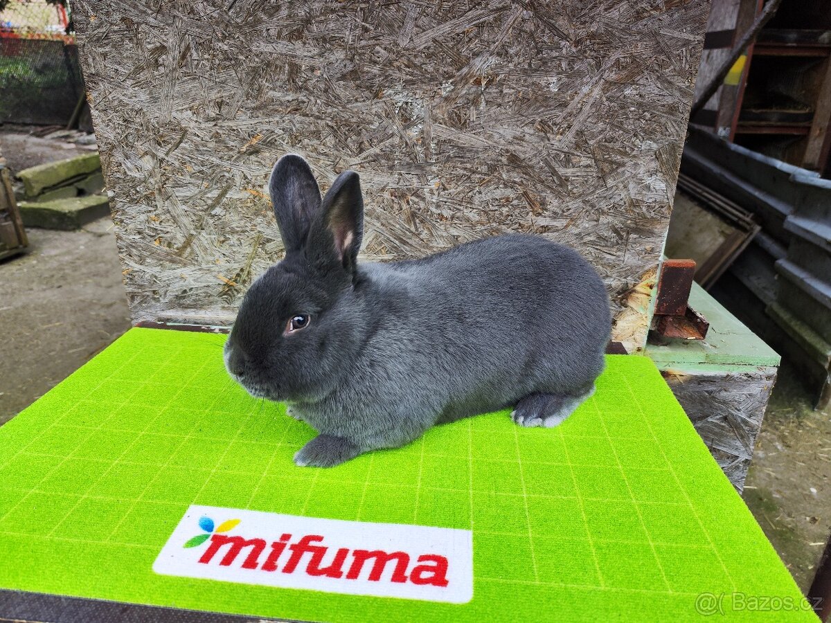 Vídeňský modrý (Vm) - 3